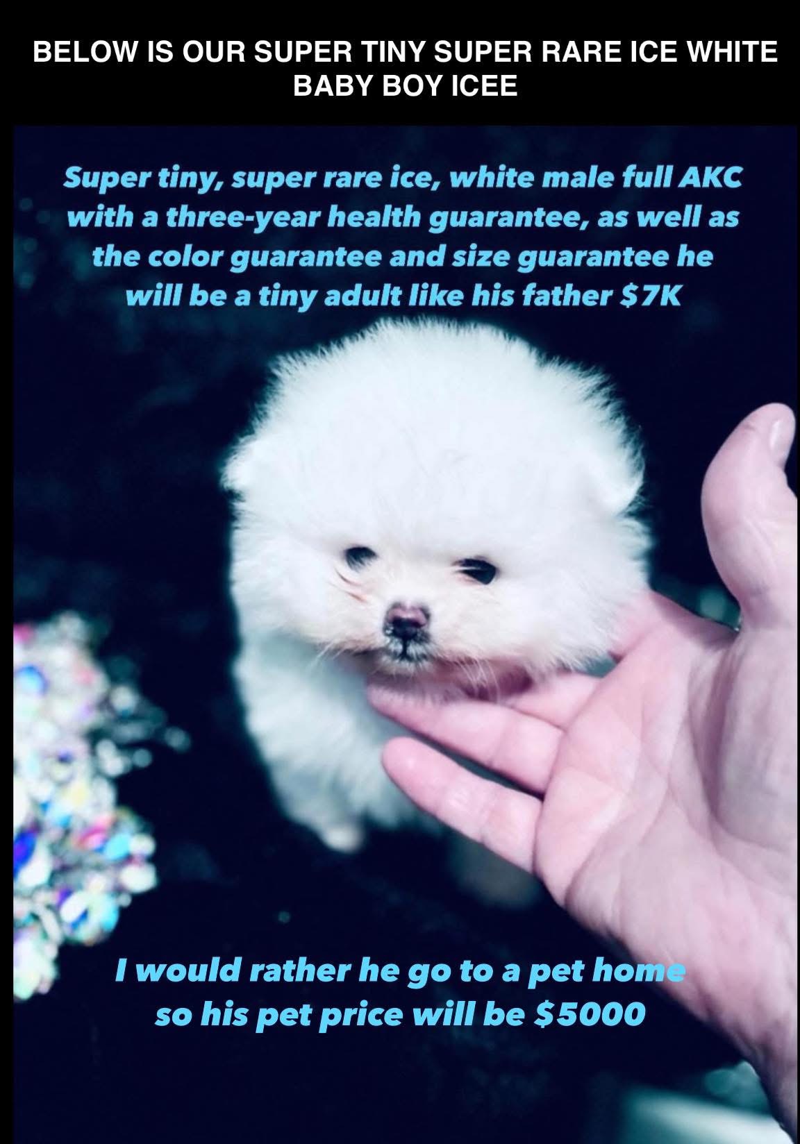 Teddy bear face teacup size ice white pomeranian puppy 