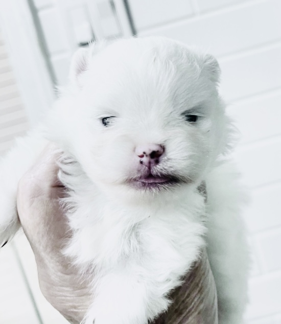 Ice white female pomeranian puppy 