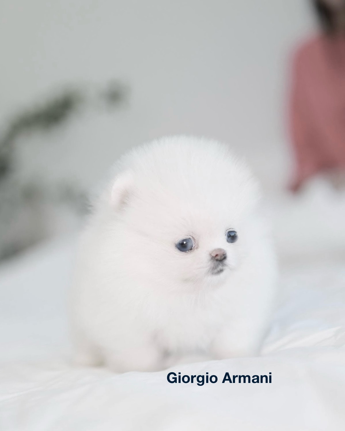Teacup sized ice white pomeranian puppy