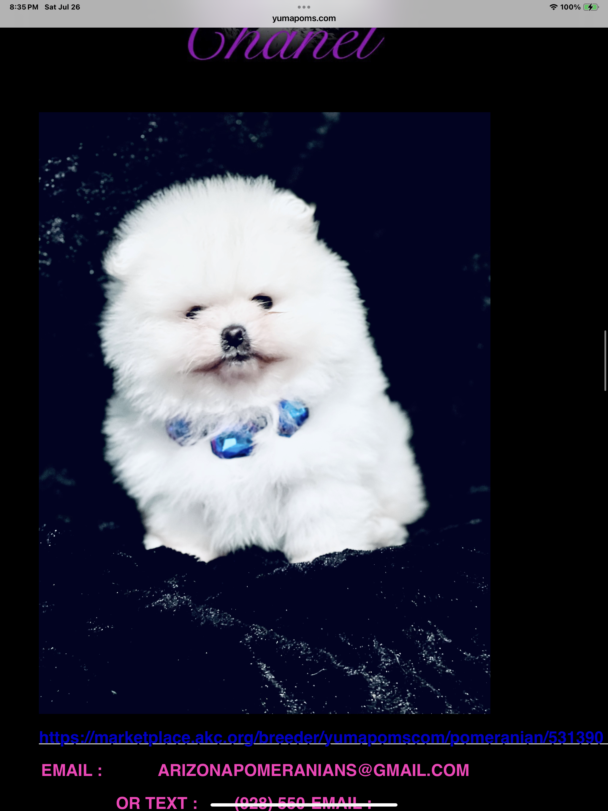Teddy bear face pomeranian 