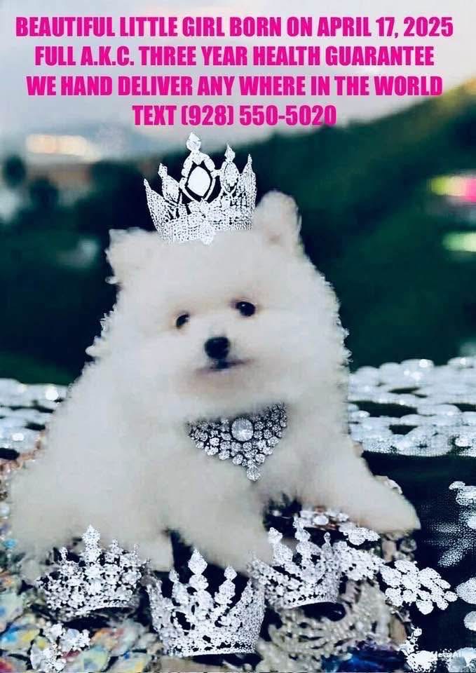 White female pomeranian for sale 