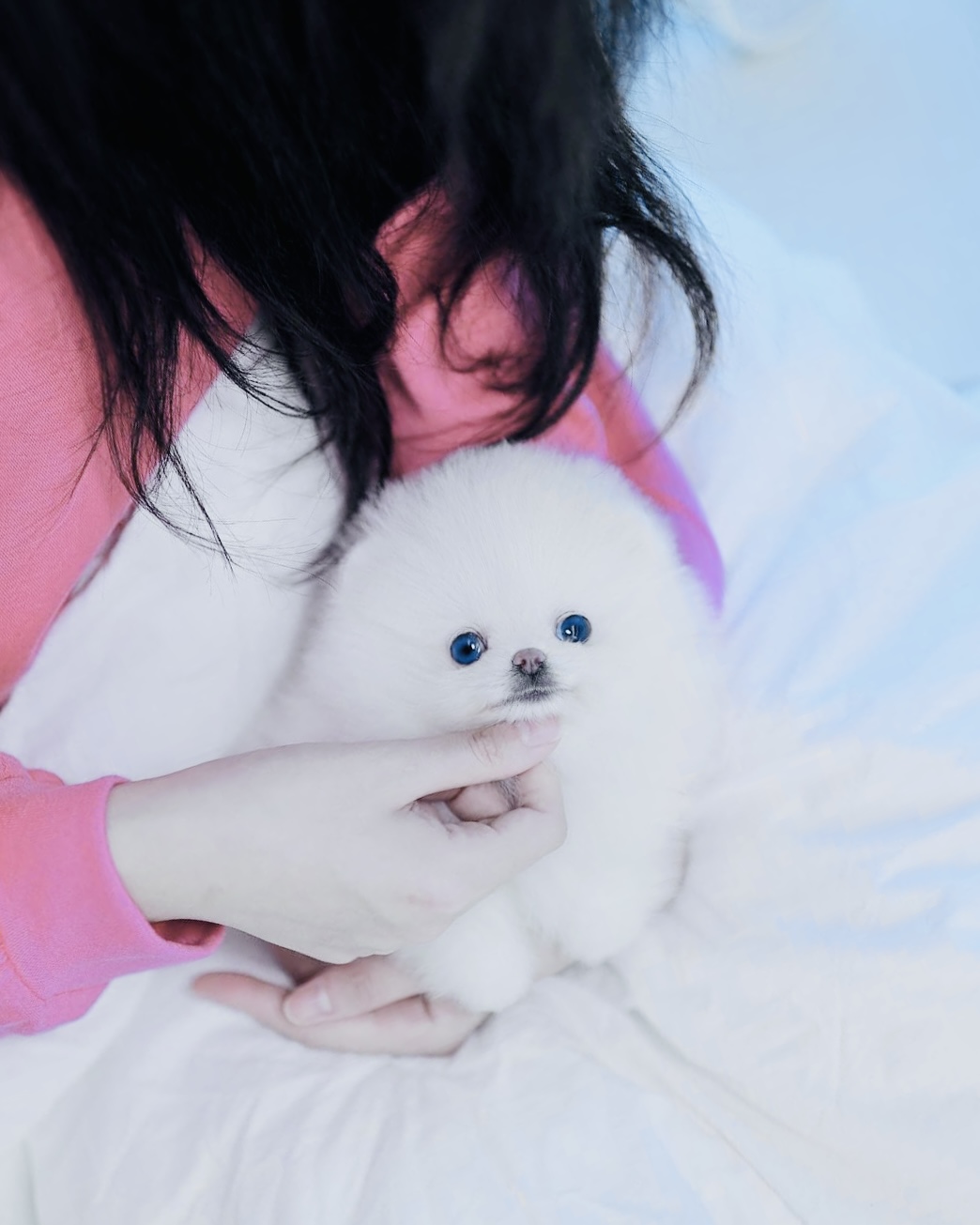 Tiny teacup size ice white Pomeranian puppy 